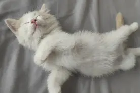 “领养了一只猫，却被救助人24小时监控。”图片