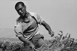 漫山遍野的陕北麦客都去哪了？图片