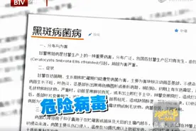 1斤红薯2斤屎？不仅升糖还致癌？真正不能吃的是这种红薯，会中毒图片