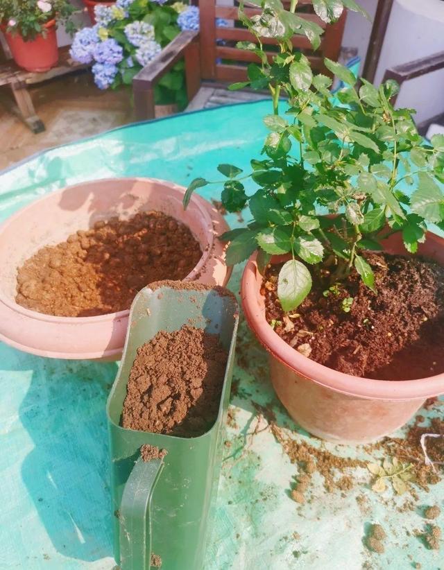 养分含量超高的营养土，自己在家也能做，省下一大笔 买花钱