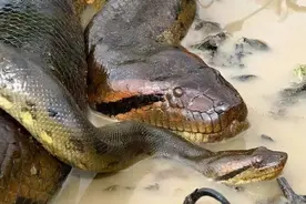 世界上最大的蛇，连美洲虎、鳄鱼都不是对手，森蚺究竟有多恐怖？图片