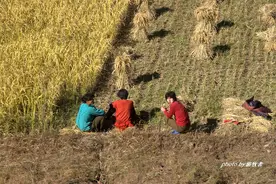 实拍朝鲜农民集体干农活的情景，场面热闹，采用刀耕火种的方式图片