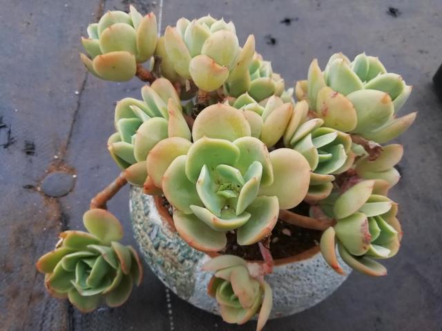 60种多肉悬崖桩大赏,据说只要是多肉控就抵挡不住悬崖桩的诱惑