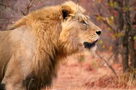 姆比利雄狮联盟，大头圆脸的现状，并没有我们想象的如此糟糕。图片