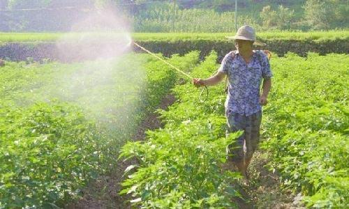 钙肥的作用及施用方法？你的作物缺钙了么？