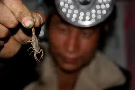 贺兰山近2000人组团抓蝎子，每天几百斤！暴利下面隐藏什么危机？图片