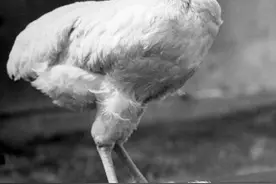 没了脑袋还能活？无头鸡的传奇故事，堪称生命的奇迹图片