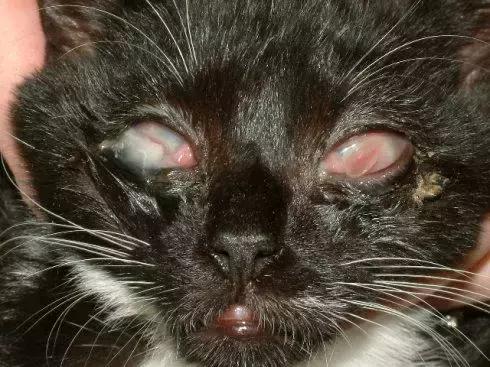 猫鼻支的诊断和治疗!