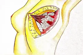 走进最贵的房子-图解乳房结构图片