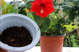 新买的花，为什么换盆后没多久就枯萎？原因有3点图片