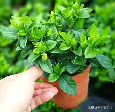 栀子花掉蕾、叶片发黄咋回事？学会这“3点”细节，轻松开花爆盆