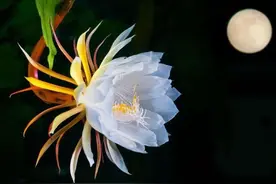 昙花一现 只为韦陀图片