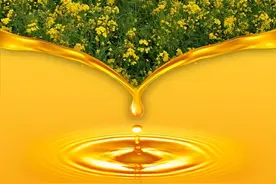 菜籽油有毒不能吃？食品博士带你一探究竟图片