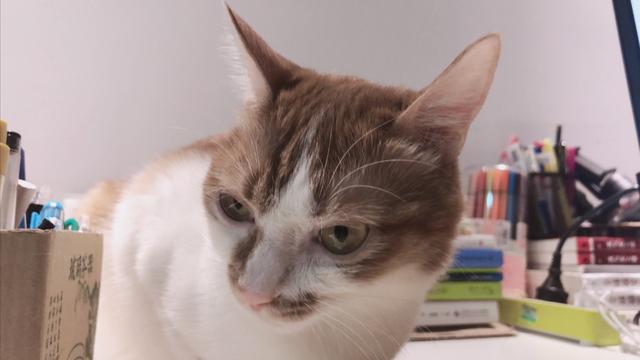 猫咪缺乏牛磺酸可能致死！表现之一是眼肿流泪，记得要额外补充