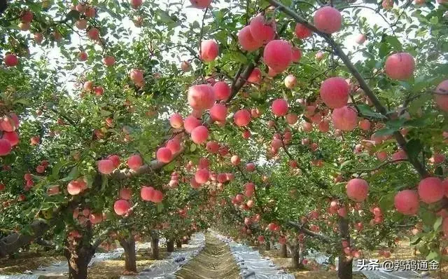 果树上最好用的膨大素，自己在家就可配制，增产可达60%