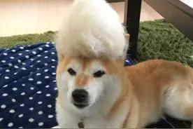 七夕搞笑表情包 青蛙孤寡单身狗出租一套图片