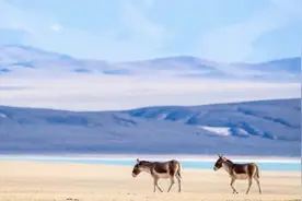 无人区本没有路，野驴走多了就变成了路图片