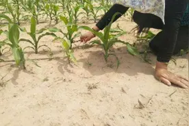 有地方农民给玉米割头，真的能增产？图片