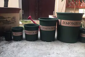 实拍1加仑、2加仑、5加仑、7加仑花盆的大小对比图片