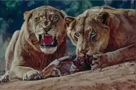 狮子被铁索束缚、棍棒训练、断趾磨牙，逃脱后两代狮王以人为食图片