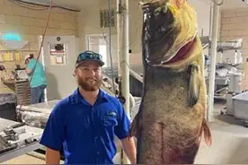 114斤！美国渔民捕获巨型鳙鱼，嘴能装19升水桶，在中国难长大？图片