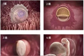 解密！从怀孕到孩子出生的四十周，孩子在妈妈肚子里干什么呢？图片