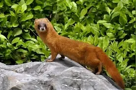 被称作“黄大仙”的黄鼠狼，到底有多厉害？为何都不敢招惹它？图片