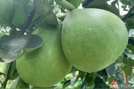 云南景洪“东试早柚”园管理措施及常见病害防治图片