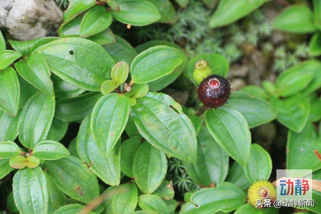 野性贵州 有问必答丨你还在傻傻补钙？这种五彩野果含钙量是牛奶的6倍