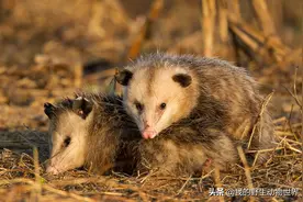 负鼠分叉的阴茎与鼻孔有啥关系？奇怪的知识又增加了图片