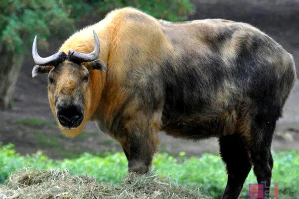 捻角山羊:体型最大的山羊,巴基斯坦国兽,以那对卷曲,螺旋形的大角而