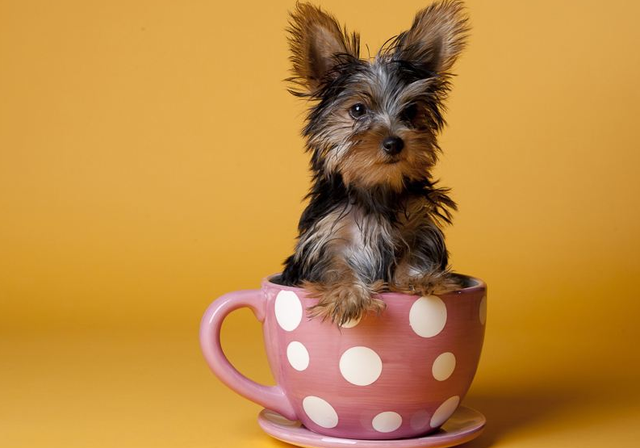 这五种狗狗,不是一般人能养的,没有过硬的实力养不了