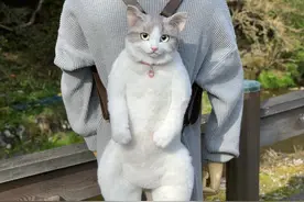 日本手工达人制作1:1猫咪背包，一开售就被抢光！网友：太神奇了图片
