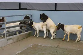 养牛赚钱还是养羊赚钱？养牛好还是养羊强图片