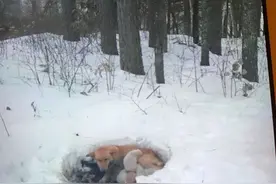 暴风雪中分娩，流浪狗妈妈在雪地里做窝，用自己的身体温暖小狗崽图片
