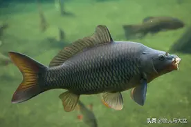黑坑鲤鱼正钓偷驴如何选钓位？打氧机，大边位置是上岸的关键所在图片