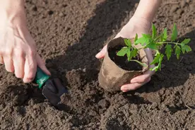 养花换下来的旧土别扔，加4种东西，比新土还好用图片