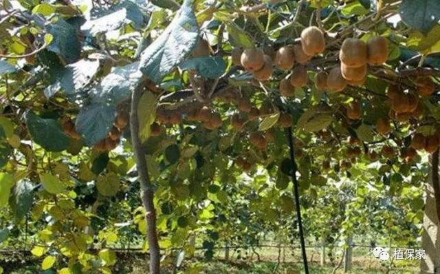 聚天门冬氨酸——氨基酸肥料中的王者