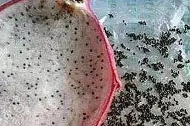 人无聊至极是什么体验？火龙果去籽，瓜子皮排队，看到鸡，厉害！图片