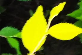 一个孩子两个爸爸到底是幸福还是悲哀图片