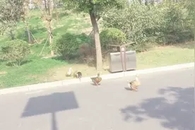 鸭子为什么会排成一队行走，原因竟和鸭妈妈有关，你们知道吗？视频封面