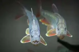 饲养观赏鱼有一种换水方式，叫做蜻蜓点水式，适合哪一种情况？图片