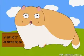 两只公猫喜欢同一只猫，猫之间如何竞争图片