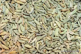 小茴香——补肾阳，理气，散寒图片