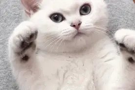 u1s1，猫傻起来，真的无药可救图片
