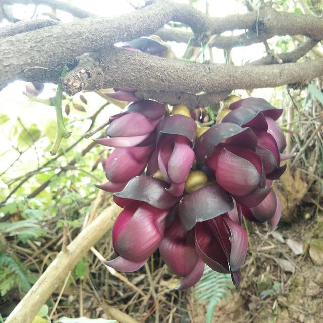 艾叶煮水泡脚具有活血化瘀的作用,搭配红花还具有暖宫驱寒的功效,能