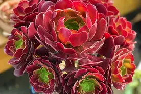 养护多肉法师，了解掌握3个要点，不黑腐化水，长成小老桩图片