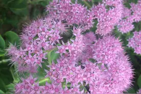 粉墨人生八宝花草攻略图片
