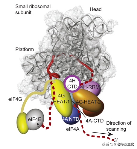 蛋白质翻译的起始阶段（一）