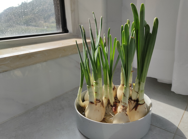 水仙花水培的正确养殖方法（水培水仙花必做4点）